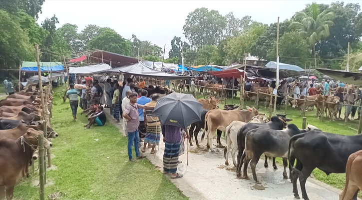 চরভদ্রাসনে জমে উঠেছে কোরবানির পশুর হাট