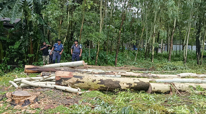মাদারগঞ্জে ৫ লক্ষ টাকার বনজ গাছ কেটে নেওয়ার অভিযোগ