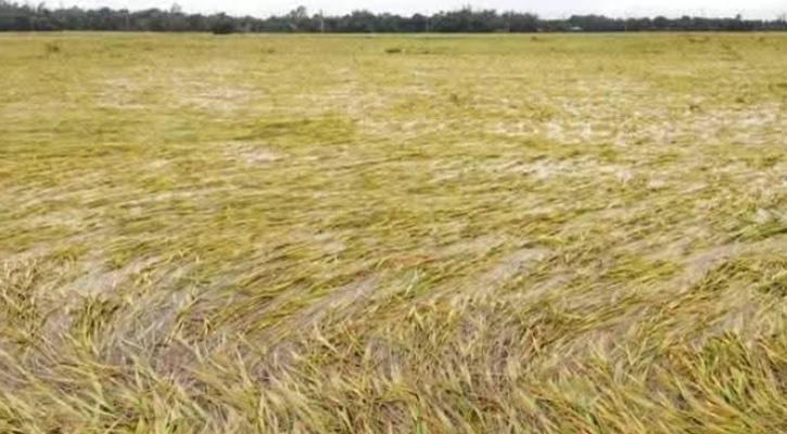 তানোরে টানা বর্ষণে বন্যায় ডুবেছে আমন ধান, হতাশ কৃষক