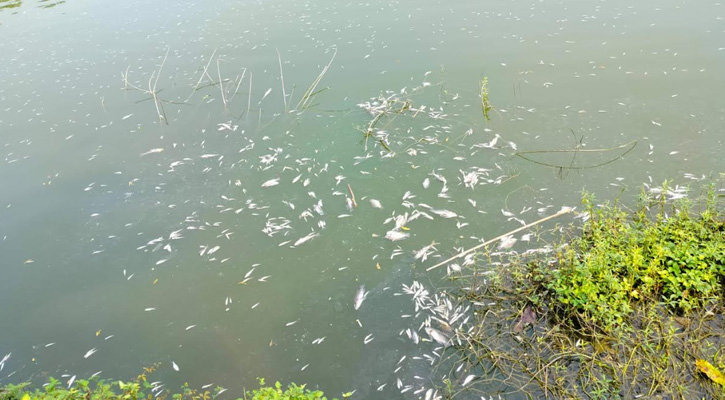 চুয়াডাঙ্গায় পুকুরে বিষ প্রয়োগে ৬ লাখ টাকার মাছ নিধনের অভিযোগ