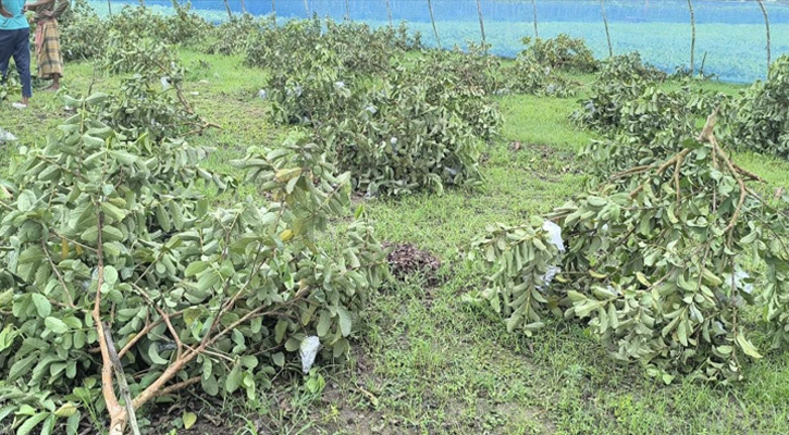 জীবননগরে রাতের আঁধারে কৃষকের ৩০০ পেয়ারা গাছ কেটে দিল দুর্বৃত্তরা