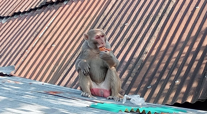 বনের দলছুট হনুমান গ্রামের লোকালয়ে — আতঙ্ক, নীরব প্রশাসন