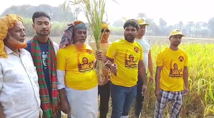 লালপুরে ব্যারিস্টার ফারজানা শারমিন পুতুলের উদ্যোগে ধান কাটা উৎসব