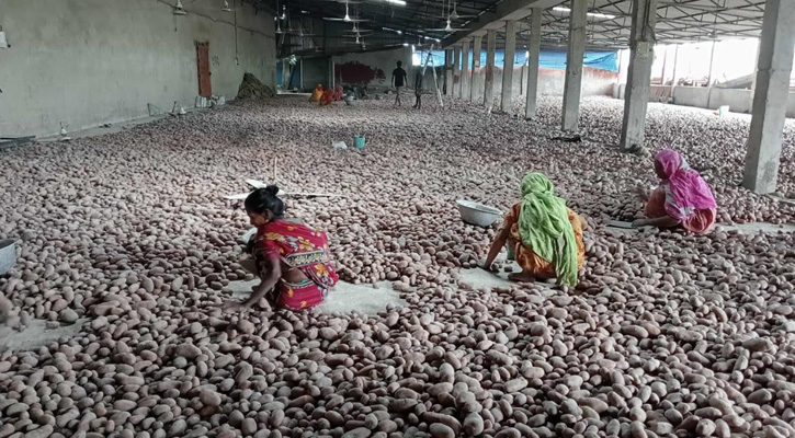 কালাইয়ে আলু চাষি ও ব্যবসায়ীদের ক্ষতি ১৭৭ কোটি টাকা