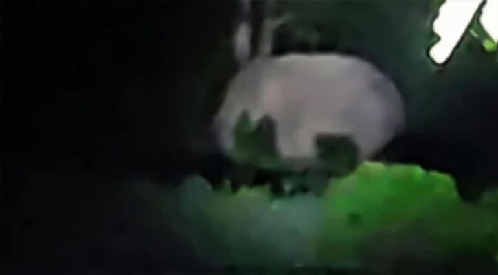 বোয়ালখালীতে লোকালয়ে নেমে এসেছে হাতির পাল