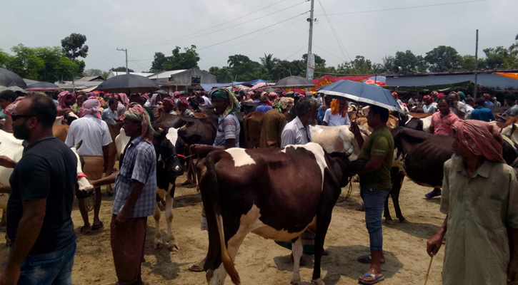 ভাঙ্গুড়ায় জমে উঠেছে ঐতিহ্যবাহী শরৎনগর পশুর হাট