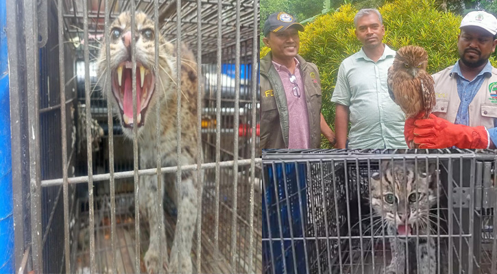 দামুড়হুদায় পার্ক থেকে মেছো বিড়াল, বানর ও হুতুমপেচা জব্দ