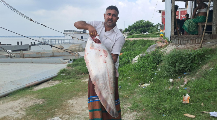 পদ্মায় ১০ কেজির চিতল, বিক্রি ১৪ হাজার টাকায়