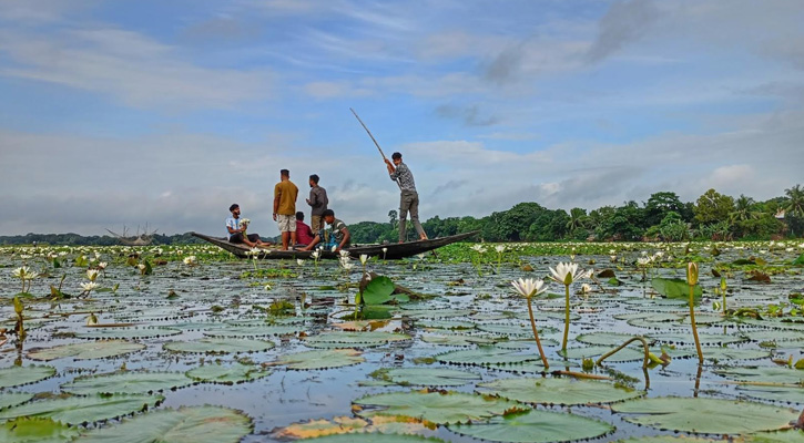 ফরিদপুরের খোয়াড় গ্রামে সাদা শাপলার নৈসর্গিক সৌন্দর্য