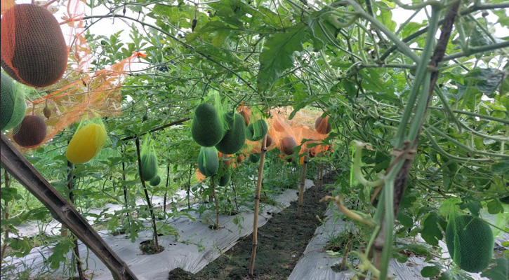 তানোরে প্রথম মাচায় তরমুজ চাষে সাফল্য
