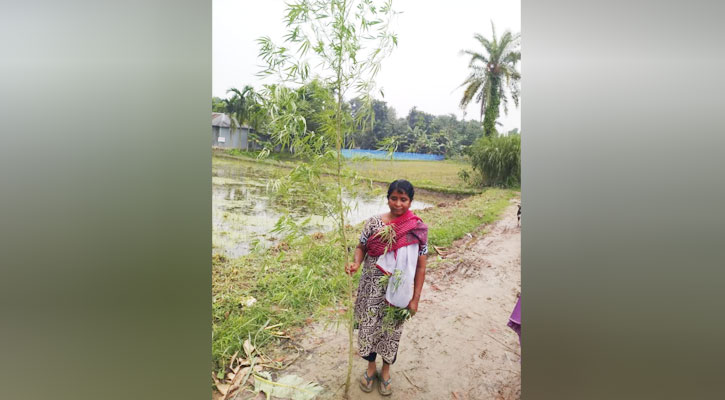 বড়াইগ্রামে যৌথ অভিযানে গাঁজার গাছসহ একজন নারী আটক