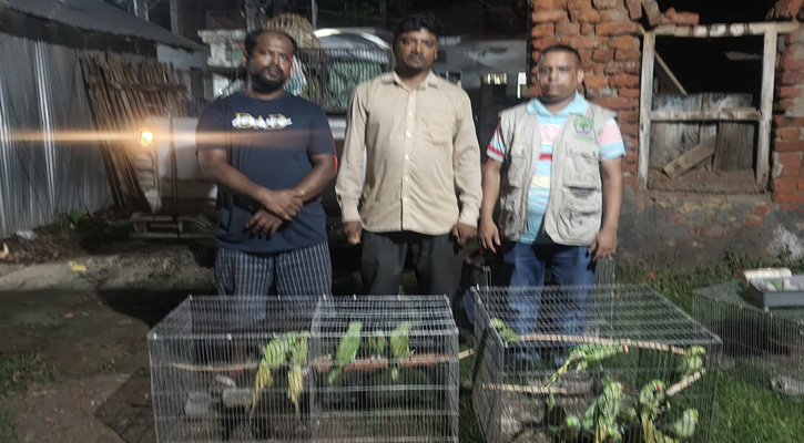 কোটচাঁদপুরে দেশি টিয়া উদ্ধার, মুচলেকায় রেহাই পেলেন পাখি ব্যবসায়ী