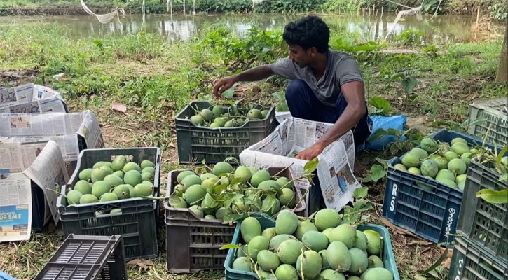 ইংল্যান্ডে যাচ্ছে চাঁপাইনবাবগঞ্জের খিরসাপাত আম