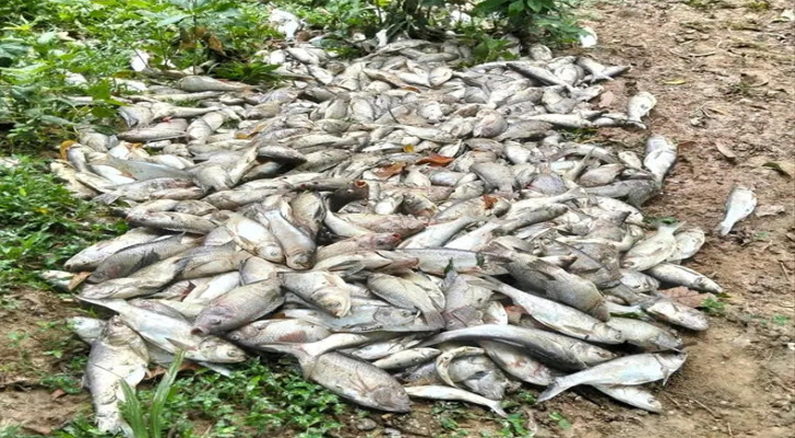 ভালুকায় মাছের মড়ক: গ্যাস-তাপদাহে কোটি টাকার ক্ষতি, ইউএনও’র সতর্কবার্তা