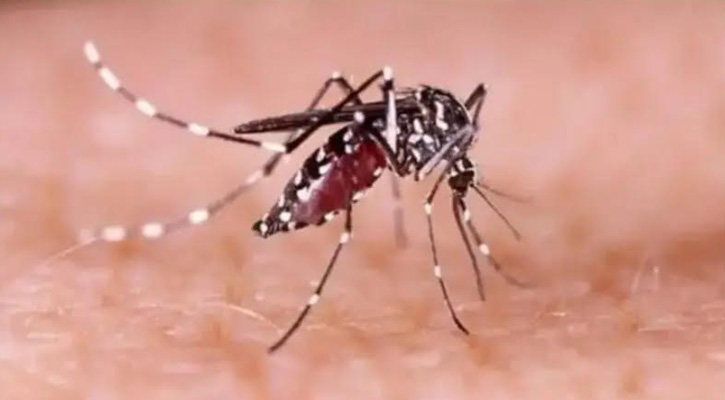 ভালুকায় শিক্ষিকাসহ দুইজন ডেঙ্গুতে আক্রান্ত