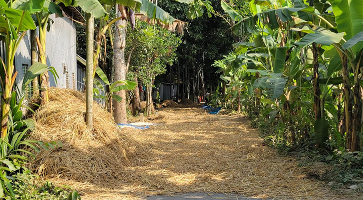 সড়কজুড়ে ধান ও খড় শুকানোর ধুম, বাড়ছে দুর্ঘটনার আশঙ্কা