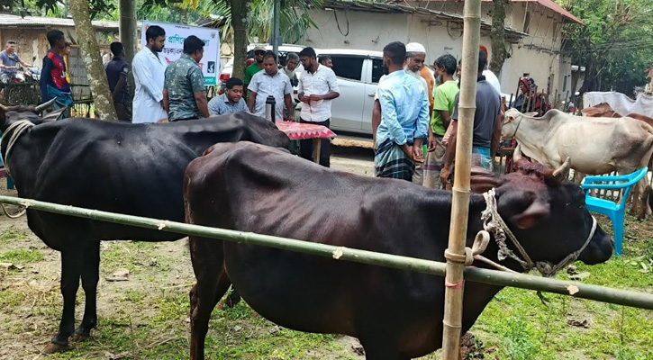 কালাইয়ে বিনামূল্যে তড়কা বা এনথ্রাক্স রোগের টিকাদান কর্মসূচি অনুষ্ঠিত