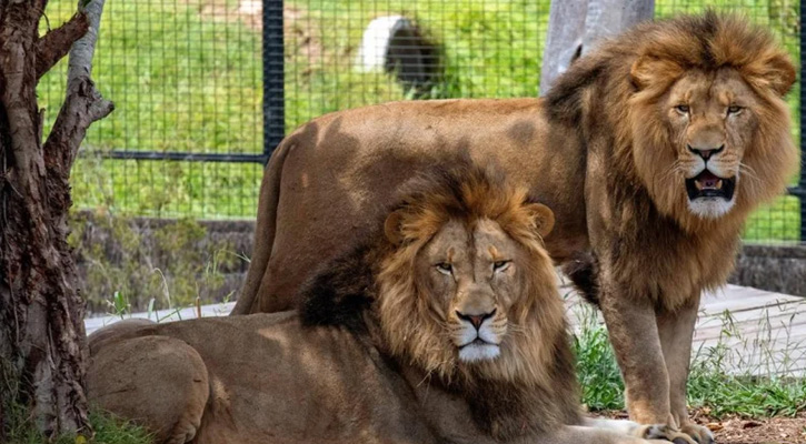 চিড়িয়াখানায় খাঁচা থেকে বের হয়ে গেল সিংহ
