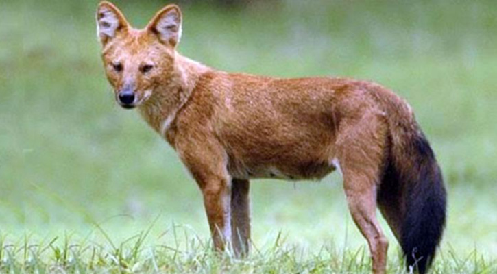 হরিরামপুরে শিয়ালের কামড়ে আহত ৪ শিশু, আতঙ্কে এলাকাবাসী