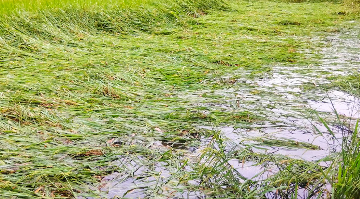 বৃষ্টি ও বাতাসে সুন্দরগঞ্জে আমন ধানের ব্যাপক ক্ষয়ক্ষতির আশঙ্কা