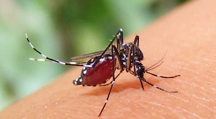 ডেঙ্গুতে আরও ৫ জনের মৃত্যু, হাসপাতালে ভর্তি ১১৬২