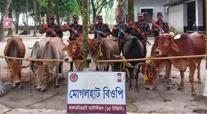 সীমান্তে ১৫ বিজিবির বিশেষ অভিযান: ভারতীয় গরু ও বিপুল মাদকদ্রব্য জব্দ