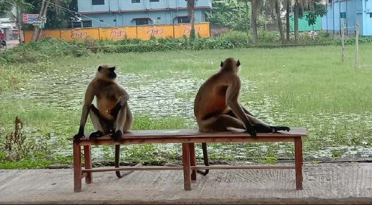 ফরিদপুরের লোকালয়ে খাবারের খোঁজে দুটি হনুমান