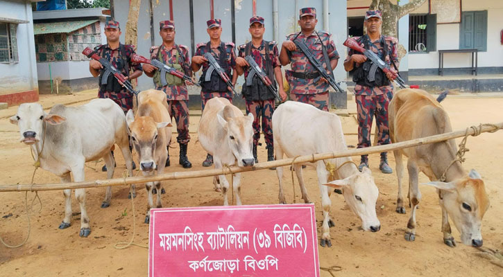 শেরপুর সীমান্তে ৫টি ভারতীয় গরু জব্দ