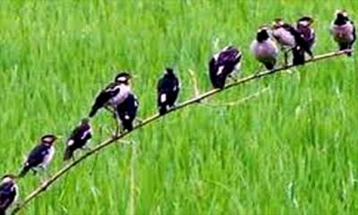 পোকা দমনে পরিবেশবান্ধব ‘পার্চিং’ পরিবেশ ও কৃষিতে নতুন সম্ভাবনা