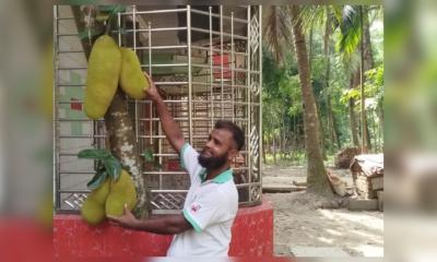 বারান্দার ভেতরেই কাঁঠাল গাছ!