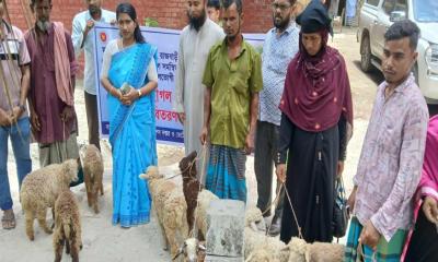 চরভদ্রাসনে প্রাণিসম্পদ অধিদপ্তরের উদ্যোগে দুর্যোগপ্রবণ এলাকায় গবাদিপশু  বিতরণ