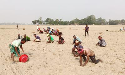 তানোরে লোকসানের বোঝা মাথায় নিয়ে আলু রোপনে ব্যস্ত কৃষক