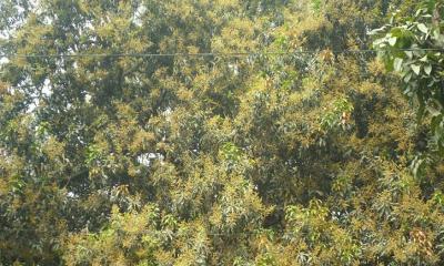 গাছে গাছে আমের মুকুল, মধুমাস আগত