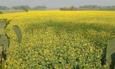 অভয়নগরের ফসলের মাঠ জুড়ে সর্ষে ফুলের হলুদ সৌন্দর্য