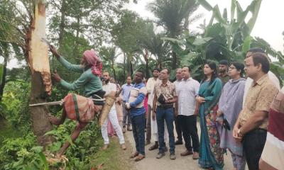 যশোরে জিআই পণ্য খেজুর গুড় সংগ্রহে গাছ কাটার উদ্বোধন