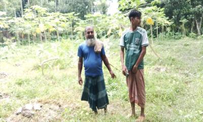 উজিরপুরে মুক্তিযোদ্ধা পরিবারের পেঁপেসহ ফলের বাগান কেটে জমি দখলের চেষ্টা