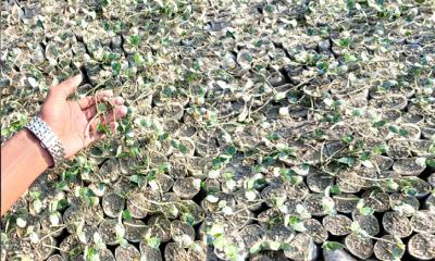 বাউফলে ১১ একর জমির তরমুজ চারা নষ্ট করে দিল দুর্বৃত্তরা