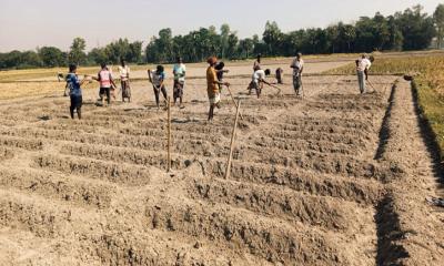 ব্যবসায়ীদের সারের ফাঁদে কৃষক—বেশি টাকা না দিলে মিলছে না এক বস্তা সারও