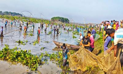 ভাঙ্গুড়ার রুহুল বিলে শুরু হয়েছে দলবেঁধে মাছ ধরার বাউত উৎসব
