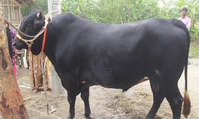 রাণীশংকৈলে কোরবানির বাজার কাঁপাতে প্রস্তুত ২০ মণ ওজনের ‘কালা বাবু’