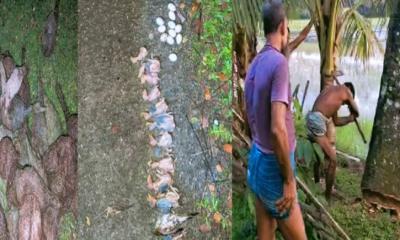 ঝালকাঠিতে তালগাছ কেটে শতাধিক ছানা হত্যা, স্থানীয়দের মধ্যে ক্ষোভ