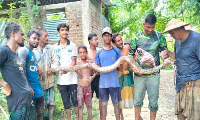কমলগঞ্জে ধানখেত থেকে ৭ ফুট লম্বা অজগর উদ্ধার