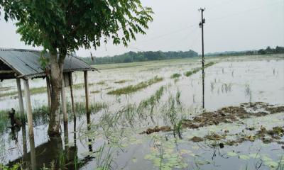 টানা বর্ষণে কোটচাঁদপুরে আড়াইশ হেক্টর জমির ফসল আক্রান্ত