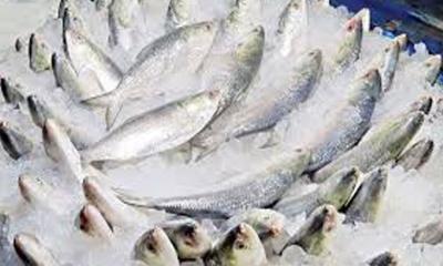 প্রথম চালানে ভারতে গেলো সাড়ে ৩৭ টন ইলিশ