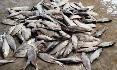 পটুয়াখালী যাত্রীবাহী বাস থেকে ৩৫ মণ জাটকা ইলিশ জব্দ, ৬ চালককে জরিমানা