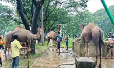 চট্টগ্রামের মইজ্জ্যারটেকে উট দেখতে ভিড় জমাচ্ছেন মানুষ