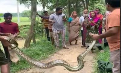 শ্রীমঙ্গলে হাঁস-মুরগি খেয়ে ফেলা অজগর উদ্ধার করে বন বিভাগে হস্তান্তর