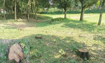 ভালুকায় সংরক্ষিত বন থেকে শতাধিক আকাশমনি গাছ চুরি