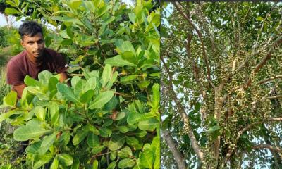বাণিজ্যিকভাবে ‘লটকন’ চাষে সফল আতর আলী