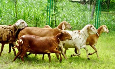 চুয়াডাঙ্গায় কৃত্রিম মরুভূমিতে বেড়ে উঠছে দুম্বা